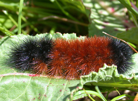 Isabelline Tiger